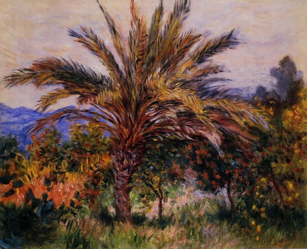 Eine Palme in Bordighera